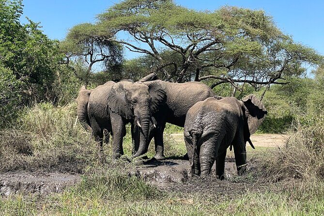 3-Day Tarangire, Ngorongoro and Lake Manyara Camping Safari - Frequently Asked Questions