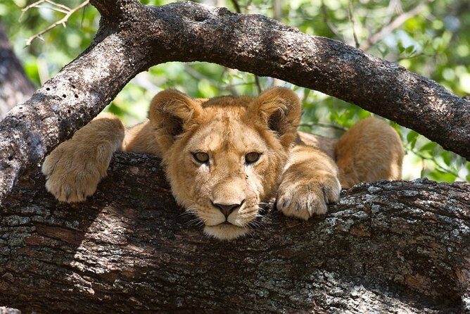 3 Day: Tarangire, Ngorongoro Crater and Lake Manyara N.P - What’s Included & What to Consider