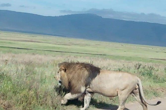 3-Day Tarangire NP, Manyara NP & Ngorongoro Crater - Key Points