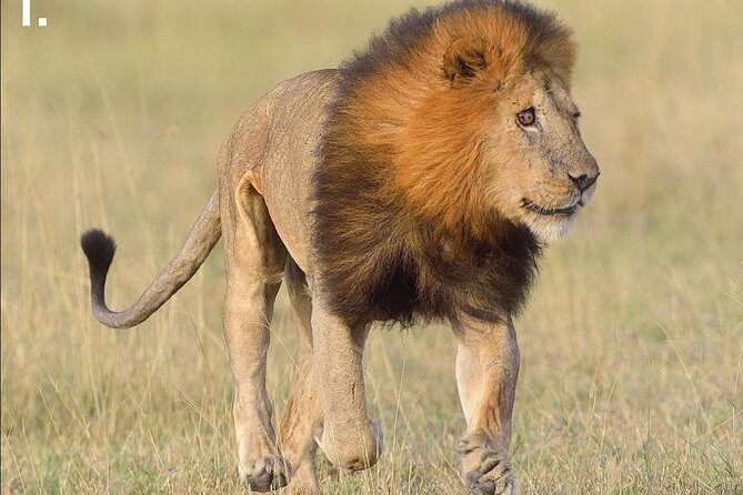 3-Day Tarangire NP, Manyara NP & Ngorongoro Crater - The Experience of a Lifetime: Authentic Encounters and Practicalities
