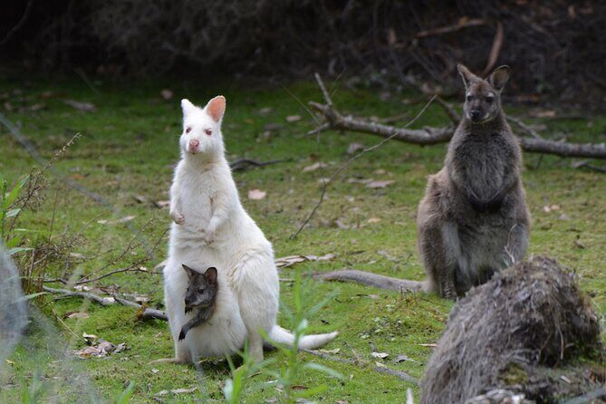 3 Day Tassie Tour Bundle Hobart, Wineglass Bay and Bruny Island - FAQs