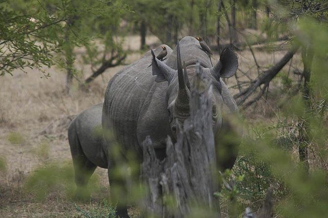 3-Day Taste of Tanzania Safari (Tarangire National park and Ngorongoro Crater) - Who Is This Tour Best For?