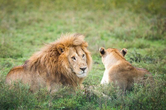3-Day Taste of Tanzania Safari (Tarangire National park and Ngorongoro Crater) - Final Thoughts