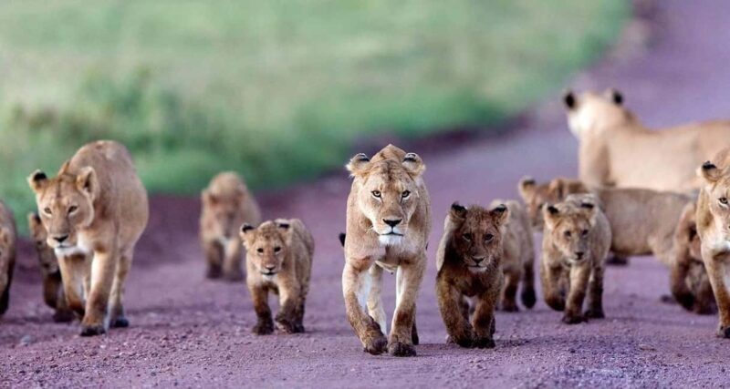 3-Day The Best of Tanzania Safari Green Season Offer - Introduction: What to Expect from the 3-Day Tanzania Safari