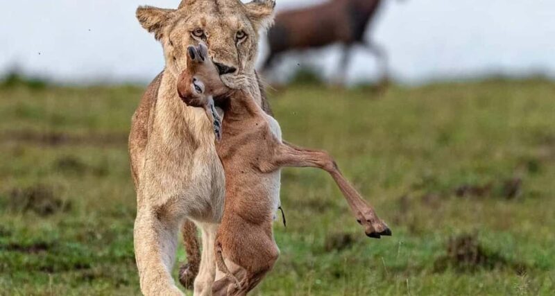 3-Day The Best of Tanzania Safari Green Season Offer - Key Points