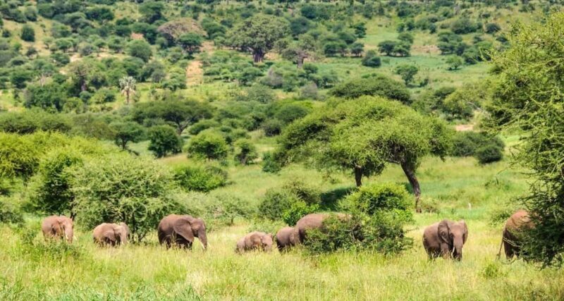 3-Day The Best of Tanzania Safari Green Season Offer - Transportation, Guides, and Comfort