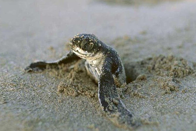 3-day-tortuguero-expedition