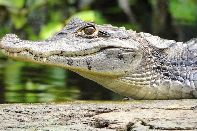 3-day-tortuguero-expedition