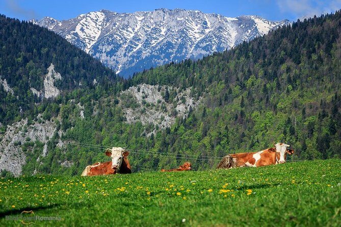 3-Day Tour from Bucharest: Transylvania Villages and Medieval Towns - Final Thoughts