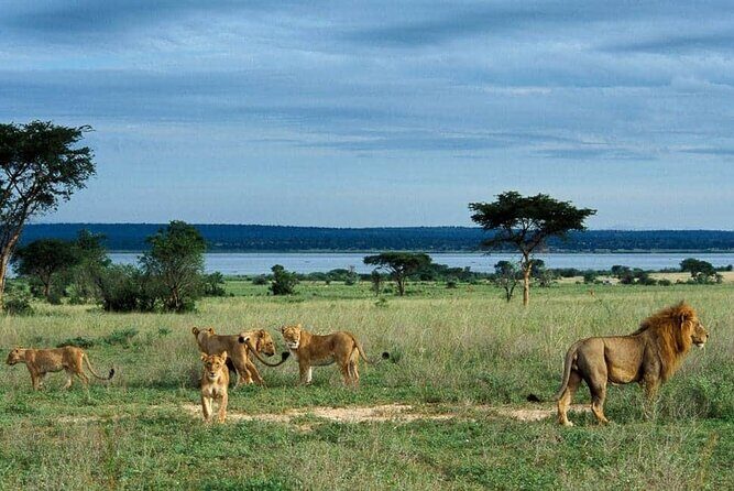 3-Day Tour in Murchison Falls Safari & Rhino Tracking - FAQ