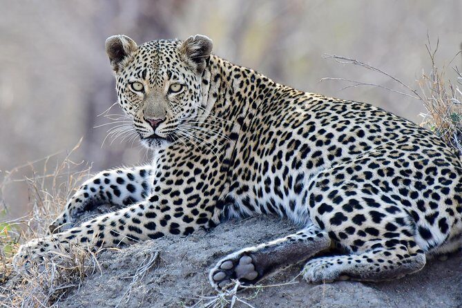 3-Day Tour of Kruger National Park from Skukuza Airport - FAQ