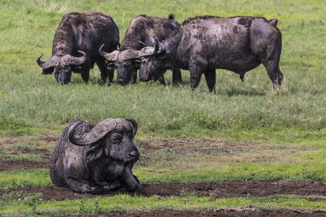 3 Day tour Tarangire, Ngorongoro crater & Lake Manyara - Key Points