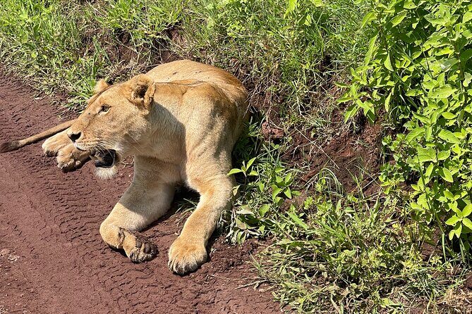 3 Day tour Tarangire, Ngorongoro crater & Lake Manyara - Who Will Love This Safari?  
