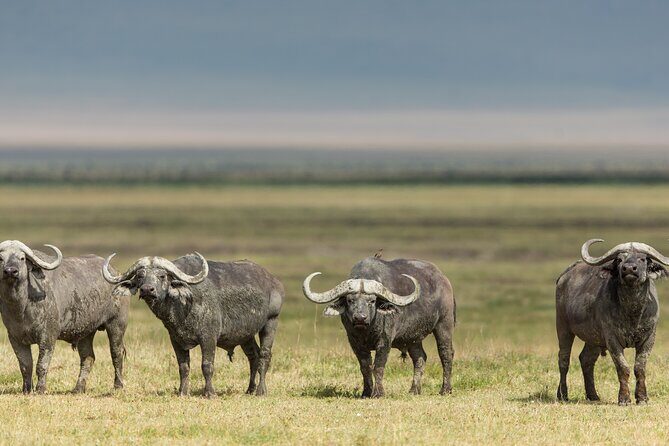 3 Day tour Tarangire, Ngorongoro crater & Lake Manyara - FAQ