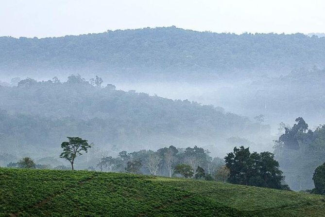 3-Day Tour to Uganda - Gorilla Trekking Bwindi Forest - The Itinerary: What to Expect