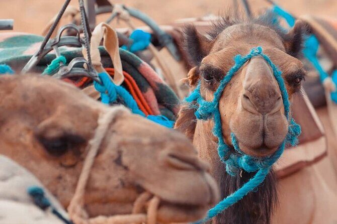 3 Day Trip from Marrakech to Merzouga - An In-Depth Look at the Morocco Sahara Adventure