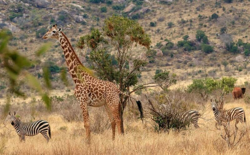 3 Day Tsavo East and Tsavo West Safari From Mombasa or Diani - Key Points