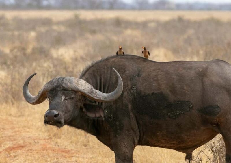 3 Day Tsavo East and Tsavo West Safari From Mombasa or Diani - An In-Depth Look at the 3-Day Tsavo Safari Experience