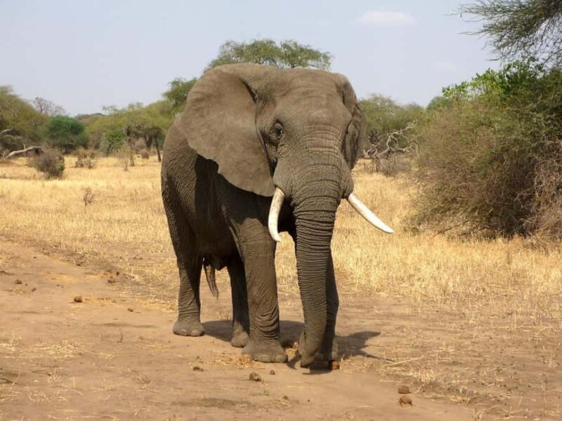 3 Day Tsavo East and Tsavo West Safari From Mombasa or Diani - Summing It Up