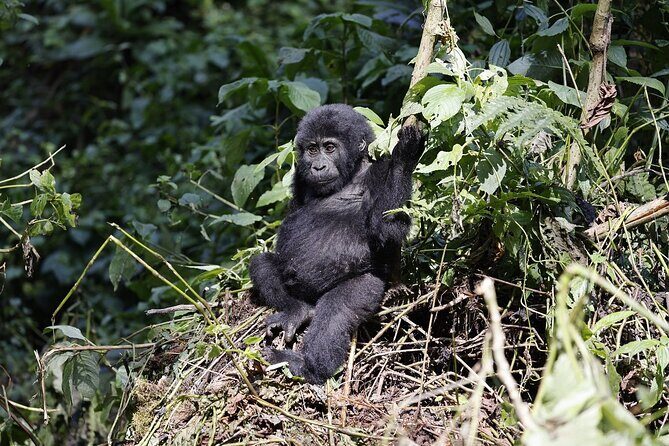 3 Day Uganda Gorilla Trekking and Batwa Pygmies Experience - Final Thoughts: Is This Tour Right for You?