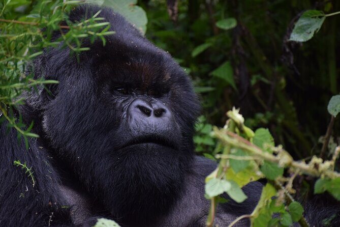 3-Day Uganda Gorilla Trekking Safari - Key Points