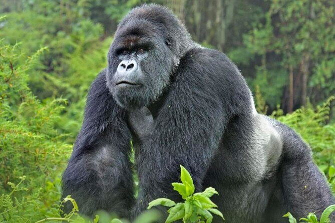 3-Day Uganda Gorilla Trekking Safari - What’s Included and What’s Not