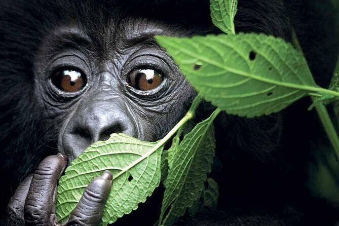 3-Day Uganda Gorilla Trekking Safari - FAQ
