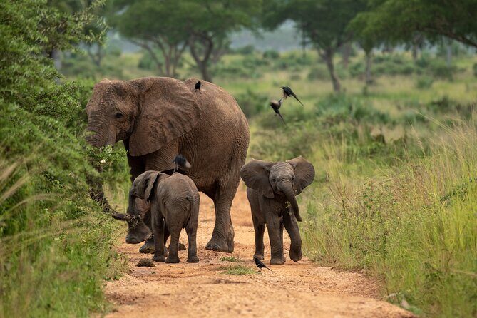 3-Day Ultimate Big Five Safari - Murchison Falls & Rhinos - A Detailed Look at the 3-Day Uganda Safari