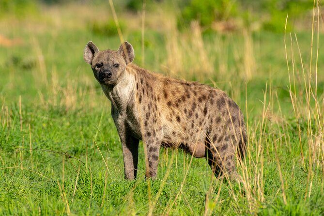 3-Day Ultimate Big Five Safari - Murchison Falls & Rhinos - Final Thoughts: Is This Safari Right for You?