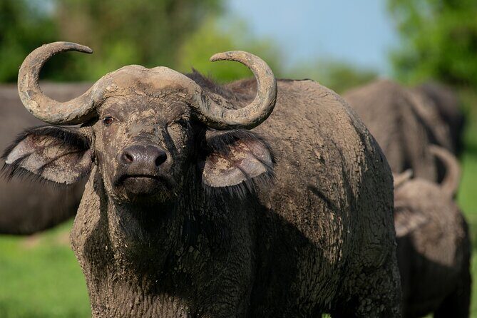 3-Day Ultimate Big Five Safari - Murchison Falls & Rhinos - Final Words