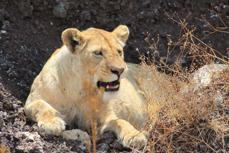 3-day unforgettable memories from Dar-es-Salaam to Mikumi NP - Key Points
