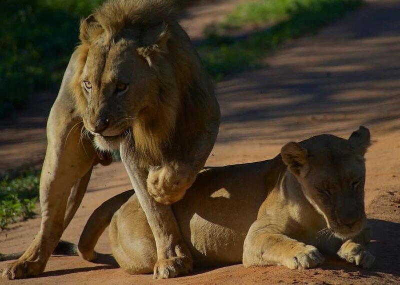 3-day unforgettable memories from Dar-es-Salaam to Mikumi NP - A Closer Look at the Itinerary