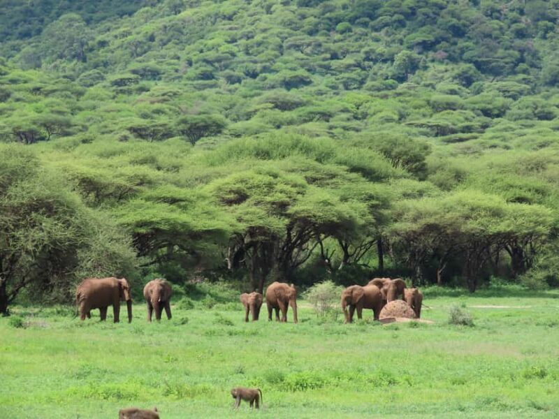3-Day Unforgettable Tanzania Wildlife Safari - A Closer Look at the 3-Day Tanzania Safari Experience