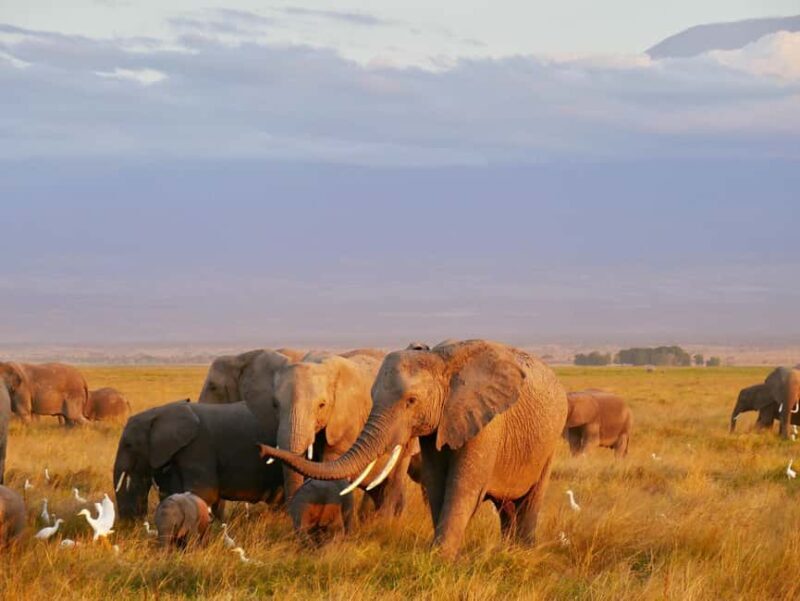 3-Day Unforgettable Tanzania Wildlife Safari - Transportation and Logistics: Comfort and Convenience