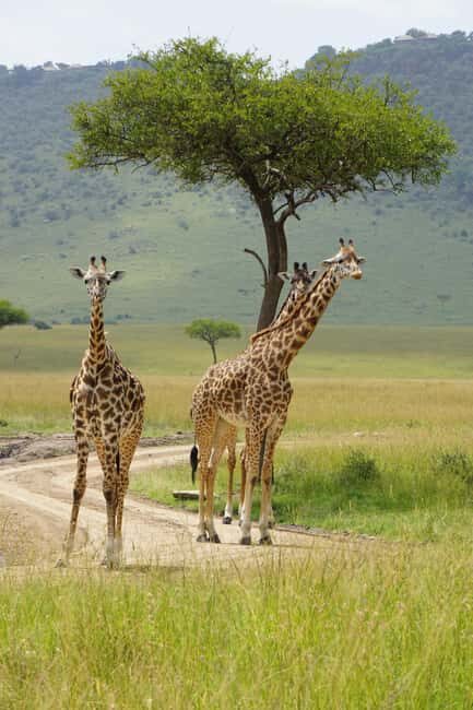 3-Day Unforgettable Tanzania Wildlife Safari - Who Will Love This Safari?