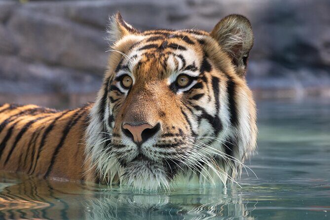 3-Day Unlimited Dreamworld, WhiteWater World & SkyPoint Ticket - Key Points