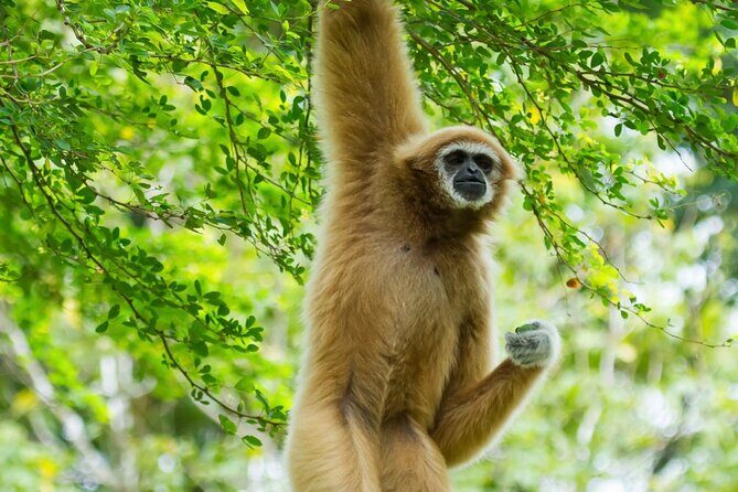 3 Day Wild Gibbon Adventure with Karen Community Homestay - Key Points