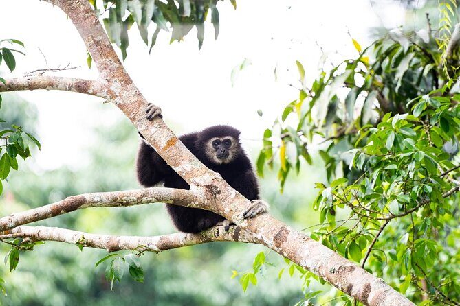 3 Day Wild Gibbon Adventure with Karen Community Homestay - Transport, Accommodation, and Meals: What’s Included?