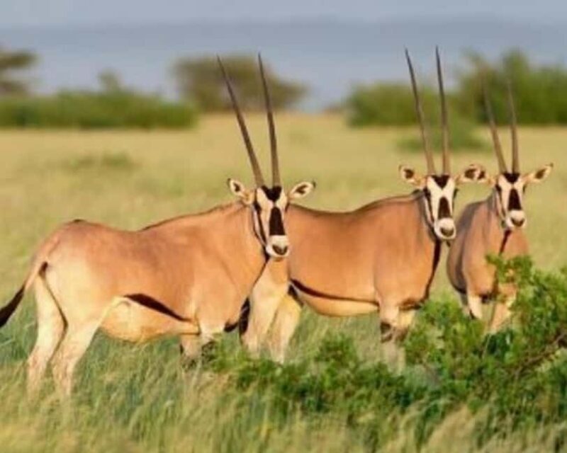 3-Day Wild Wonders and Nature, Awash National Park Tour - Key Points