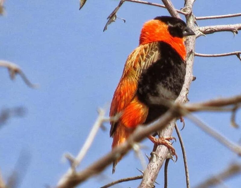 3-Day Wild Wonders and Nature, Awash National Park Tour - Who Should Consider This Tour?