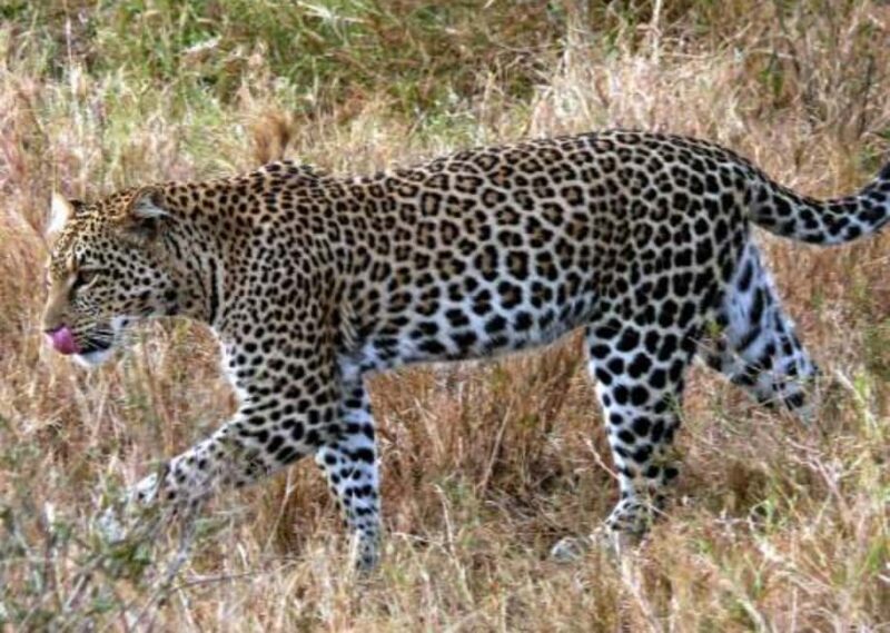 3-Day Wild Wonders and Nature, Awash National Park Tour - Final Thoughts: Worth the Journey?