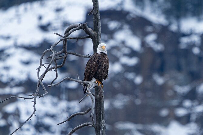 3-day-wildlife-photography-tour-in-yellowstone-national-park