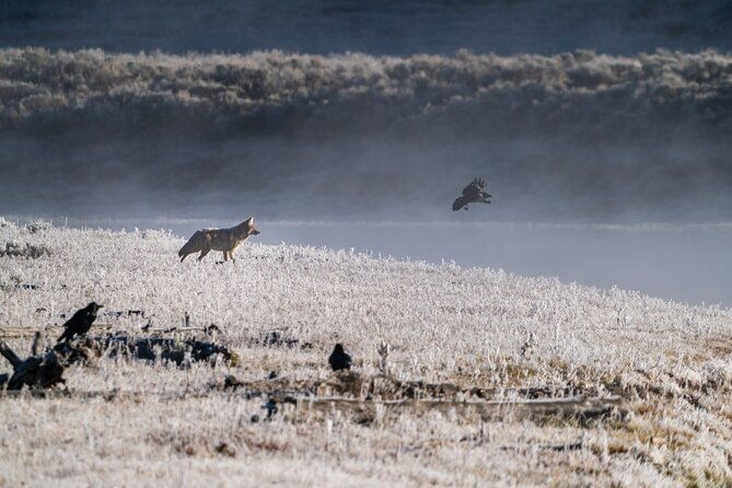 3-day-wildlife-photography-tour-in-yellowstone-national-park