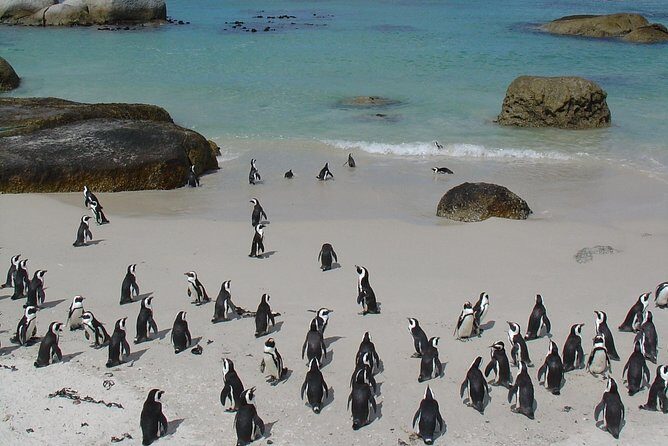 3 Day Wildlife Safari Tour - Garden Route Small Group Tour from Cape Town - Who Should Consider This Tour?