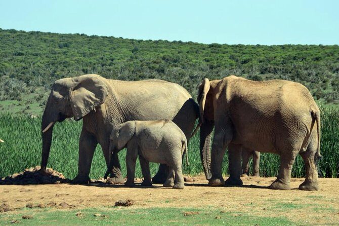 3 Day Wildlife Safari Tour - Garden Route Small Group Tour from Cape Town - Final Thoughts