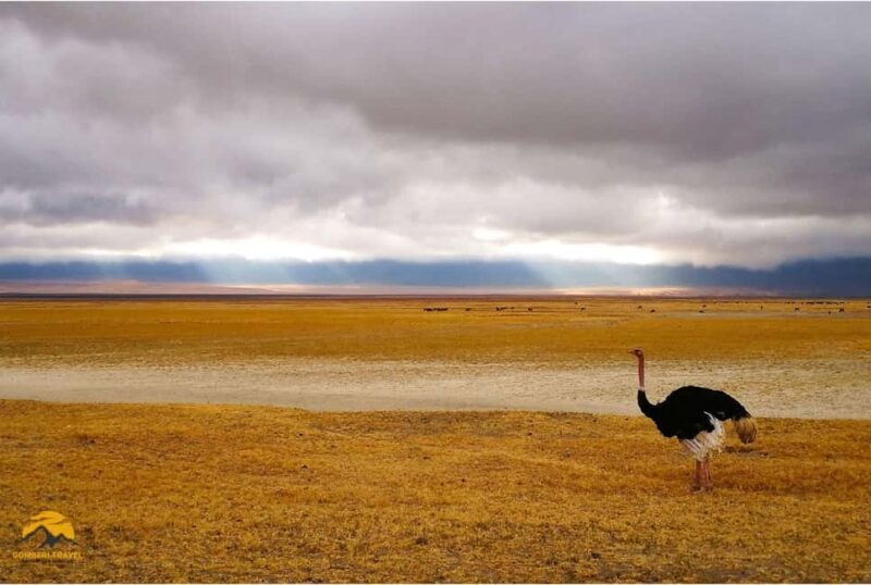 3-Day Wildlife Wonder! Tarangire, Lake Manyara & Ngorongoro. - Day 3: Ngorongoro Crater and Return