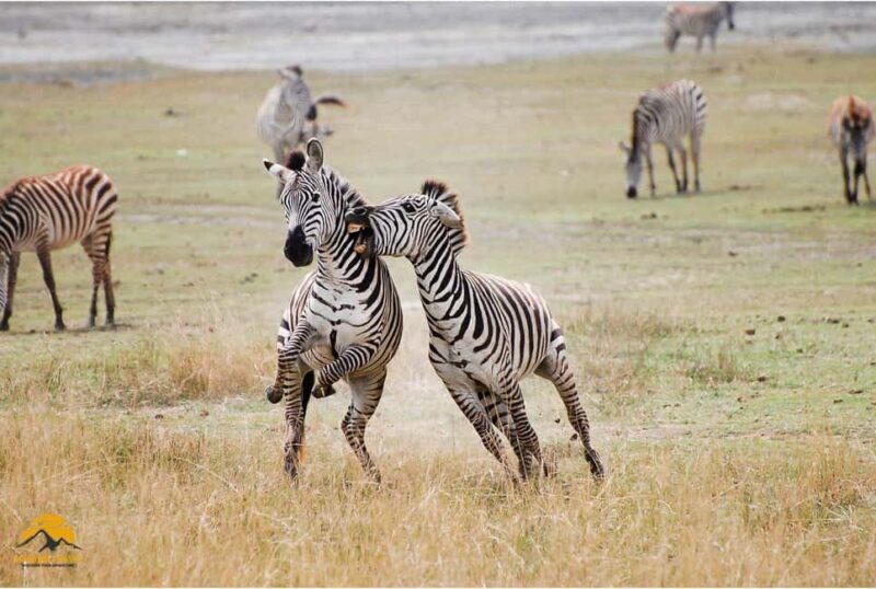 3-Day Wildlife Wonder! Tarangire, Lake Manyara & Ngorongoro. - Authentic Experiences & Insider Tips