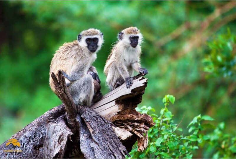 3-Day Wildlife Wonder! Tarangire, Lake Manyara & Ngorongoro. - FAQ