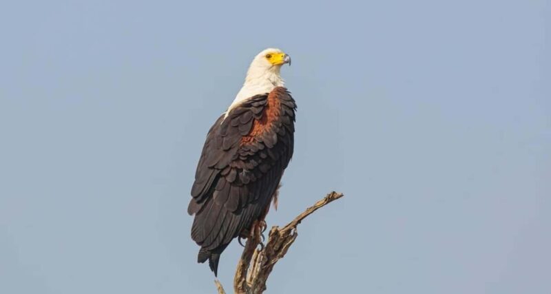 3-Day Zambia Safari Adventure to Kafue National Park - Key Points