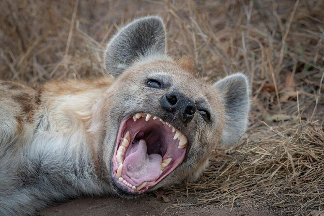 3-Days 2 Night Amazing Amboseli Experience. - Analyzing the Itinerary: What to Expect